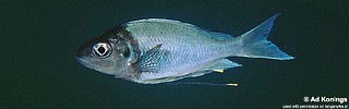 Ophthalmotilapia ventralis 'Cape Chaitika'.jpg