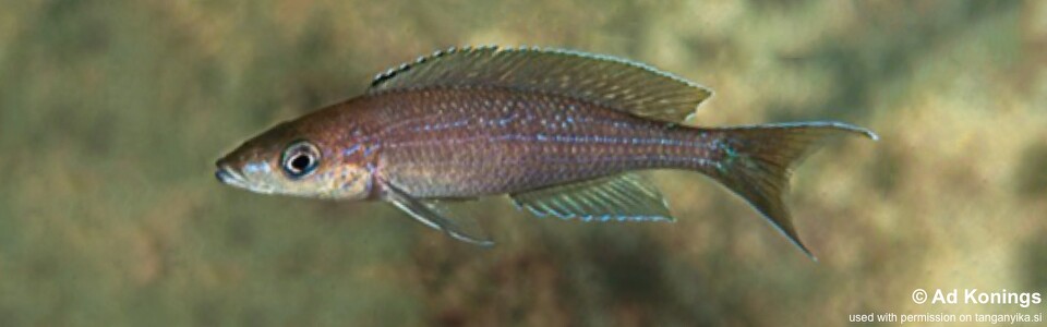 Paracyprichromis brieni 'Mabilibili Bay'