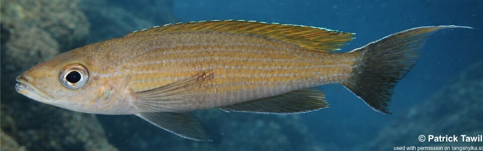 Paracyprichromis brieni 'Mboko Island'