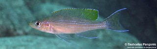 Paracyprichromis brieni 'Ifala'.jpg