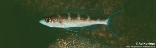 Paracyprichromis brieni 'Kampemba Point'.jpg