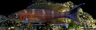 Paracyprichromis brieni! 'Kisonso'.jpg