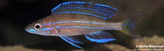 Paracyprichromis nigripinnis 'Jakobsens Beach'.jpg