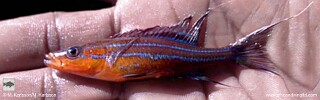 Paracyprichromis nigripinnis! 'South Tanzania'.jpg