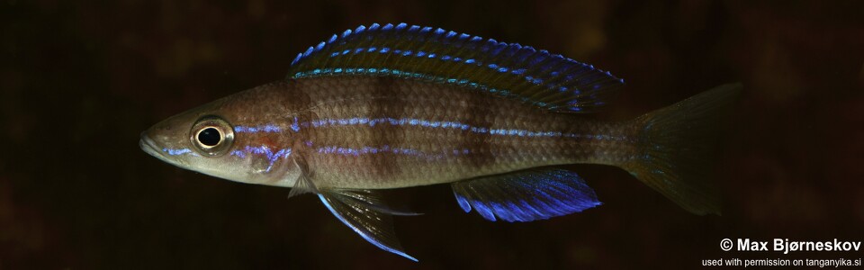 Paracyprichromis sp. 'ammelrooyi' Ikola