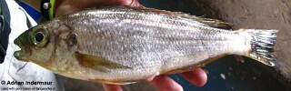 Perissodus eccentricus 'Mpulungu'.jpg
