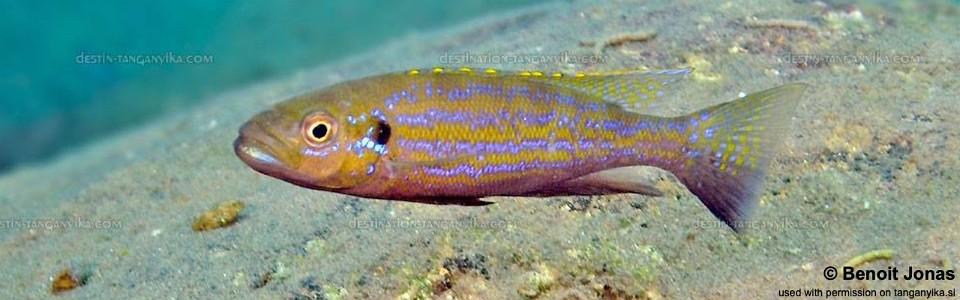 Perissodus microlepis 'Kekese'