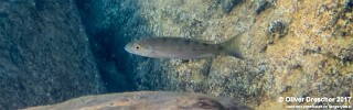 Perissodus microlepis 'Jakobsens Beach'.jpg