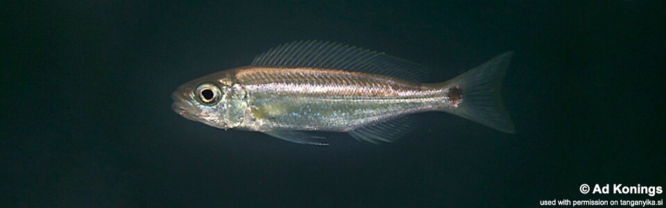 Perissodus paradoxus 'Isanga Bay'<br><font color=gray>Plecodus paradoxus 'Isanga Bay'</font>