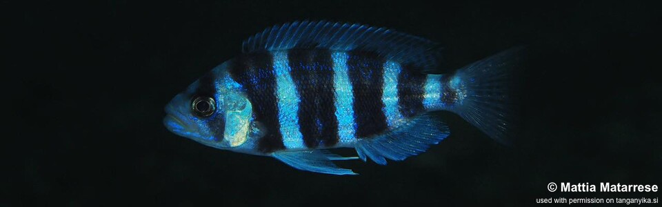Perissodus straeleni 'Nausingili Island'<br><font color=gray>Plecodus straeleni 'Nausingili Island'</font>