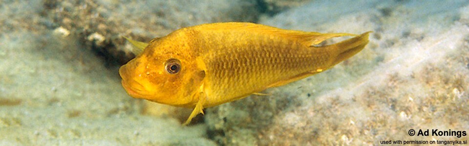 Petrochromis ephippium 'Mabilibili Bay'