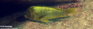 Petrochromis ephippium 'Mtosi Bay'.jpg
