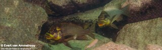 Petrochromis ephippium! 'Zambia'.jpg