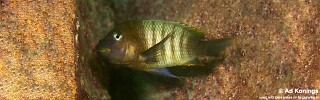 Petrochromis famula 'Mtosi Bay'.jpg