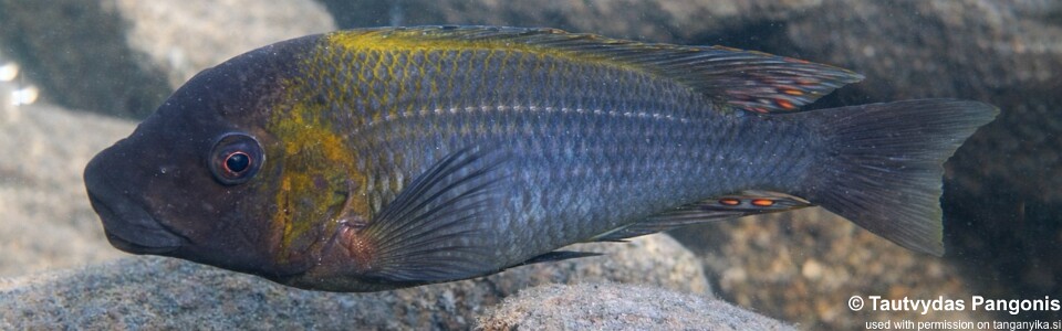 Petrochromis polyodon 'Ndole Bay'