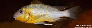 Petrochromis cf. polyodon 'Tembwe (Deux)'.jpg
