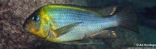 Petrochromis polyodon 'Samazi'.jpg