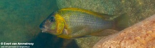 Petrochromis polyodon! 'Zambia'.jpg