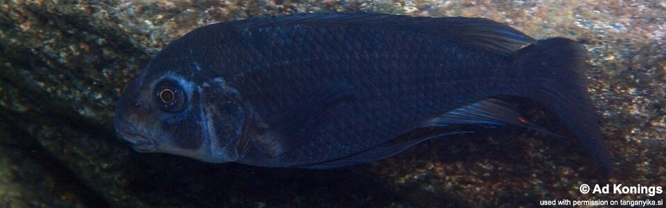 Petrochromis sp. 'sky blue' Miyako Point