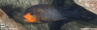 Petrochromis sp. 'kasumbe rainbow'! Southern Tanzania.jpg
