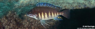 Petrochromis sp. 'orthognathus ikola' Mabilibili Bay.jpg