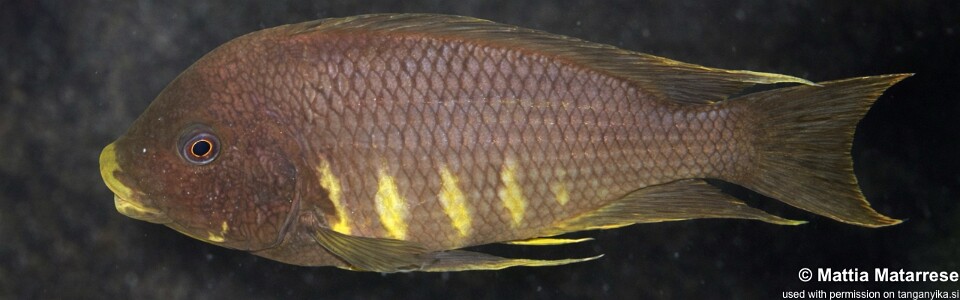 Petrochromis sp. 'red mpimbwe' Mvuna Island<br><font color=gray>Petrochromis sp. 'kipili brown' Mvuna Island</font>