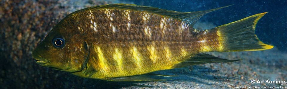 Petrochromis sp. 'red mpimbwe' Namansi<br><font color=gray>Petrochromis sp. 'kipili brown' Namansi</font>