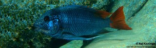Petrochromis sp. 'texas red' Kizinga! (Kiriza).jpg