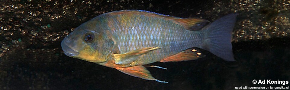 Petrochromis sp. 'kasumbe rainbow' Nkondwe Island