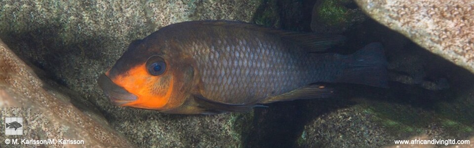 Petrochromis sp. 'kasumbe rainbow' (Southern Tanzania)