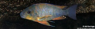 Petrochromis sp. 'kasumbe rainbow' Nkondwe Island.jpg