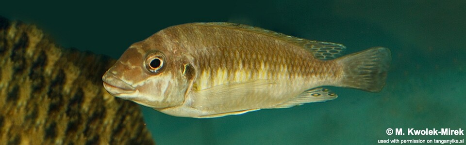 Petrochromis sp. 'orthognathus ikola' Cape Mpimbwe<br><font color=gray>Interochromis sp. 'orthognathus ikola' Cape Mpimbwe</font>
