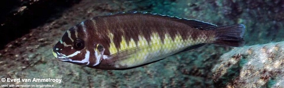 Petrochromis sp. 'orthognathus ikola' Kekese<br><font color=gray>Interochromis sp. 'orthognathus ikola' Kekese</font>
