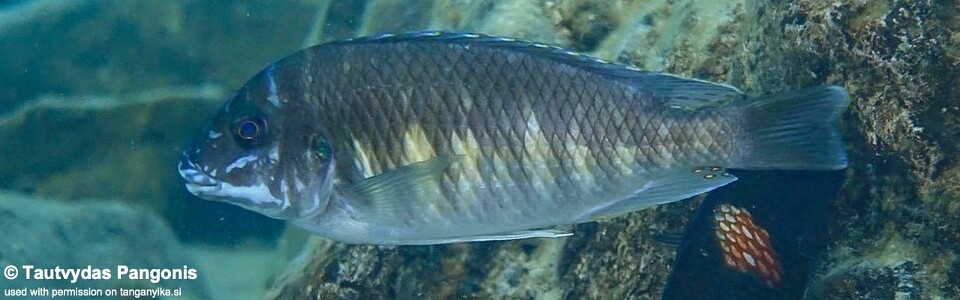 Petrochromis sp. 'orthognathus ikola' Lyamembe<br><font color=gray>Interochromis sp. 'orthognathus ikola' Lyamembe</font>