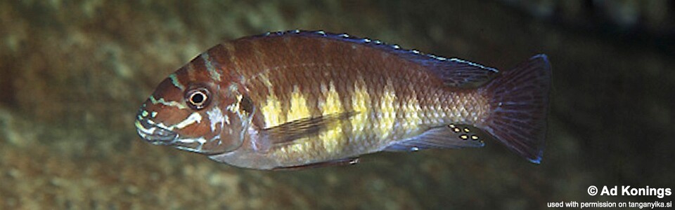 Petrochromis sp. 'orthognathus ikola' Msalaba<br><font color=gray>Interochromis sp. 'orthognathus ikola' Msalaba</font>