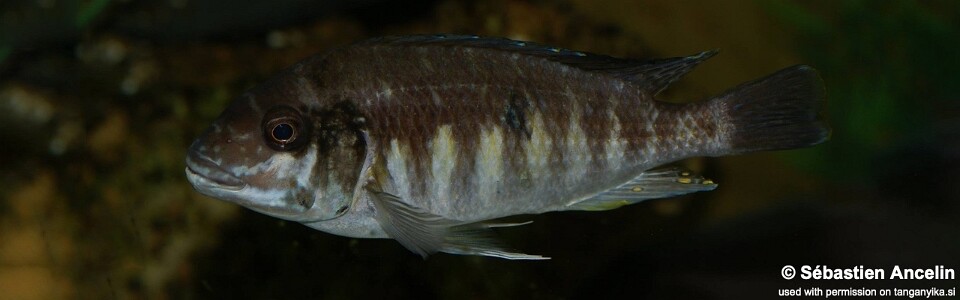Petrochromis sp. 'orthognathus ikola' (unknown locality)<br><font color=gray>Interochromis sp. 'orthognathus ikola' (unknown locality)</font>