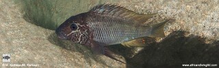 Petrochromis sp. 'texas blue' Mlowa Point.jpg
