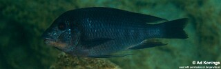Petrochromis sp. 'texas red' Mboko Island.jpg