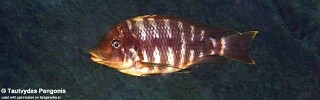 Petrochromis sp. 'red mpimbwe' Kala Bay.jpg