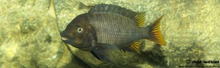 Petrochromis sp. 'red mpimbwe' Kantalamba.jpg