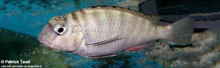 Pseudosimochromis babaulti 'Mabilibili Bay'.jpg