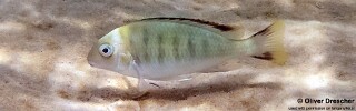 Pseudosimochromis marginatus 'Jakobsens Beach'.jpg