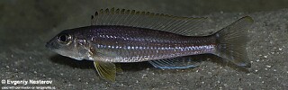 Reganochromis calliurus! 'Burundi'.jpg