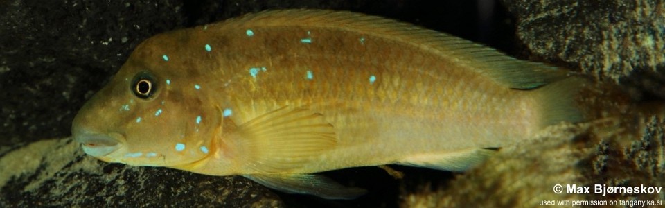 Spathodus marlieri 'Kagunga'