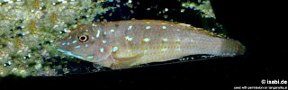 Spathodus sp. 'erythrodon north' Katonga.jpg