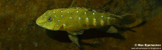 Spathodus sp. 'erythrodon kitumba' Kitumba.jpg