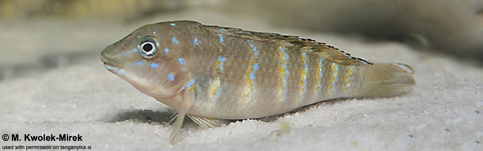 Tanganicodus cf. irsacae 'Kiku'