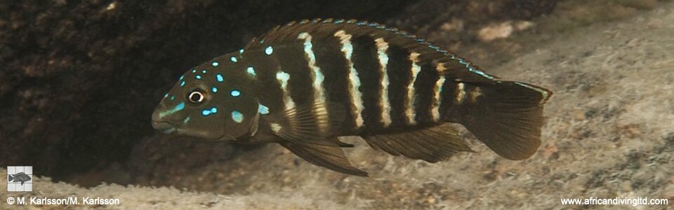 Tanganicodus sp. 'irsacae udachi' Udachi