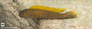 Telmatochromis sp. 'temporalis elongated yellow top' Southern Tanzania.jpg