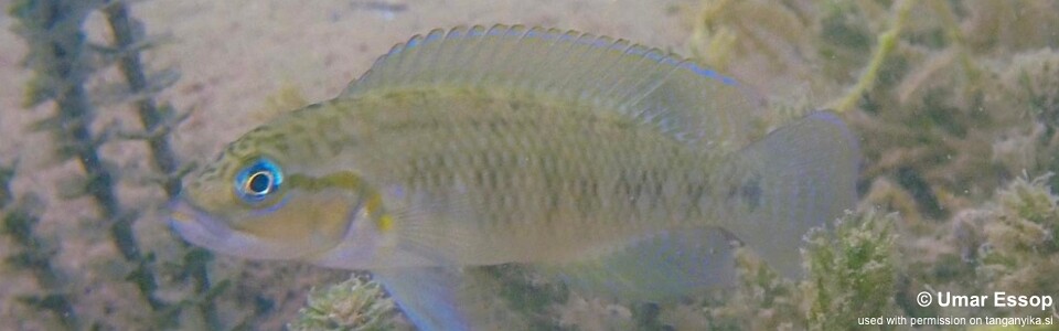 Telmatochromis temporalis 'Mpulungu'